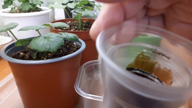 Пеларгония. Листики буреют и трескаются .Удобрение заменим и растение не будет болеть. смотреть онлайн