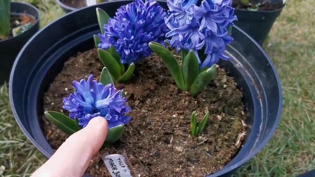 Fragrance variation in 5 hyacinths: City of Harleem, Fondant, Blue Jacket, Aida and Marie Blue