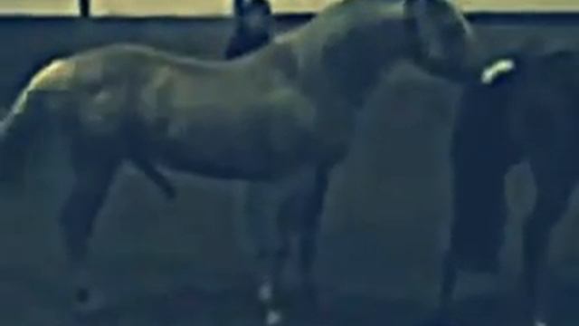 big horse mating with donkey frome hard rod смотреть онлайн