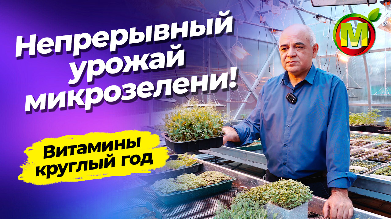 МИКРОЗЕЛЕНЬ КРУГЛЫЙ ГОД смотреть онлайн