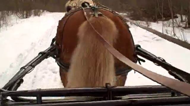Haflinger horse named Lily takes you on a sleigh ride! смотреть онлайн