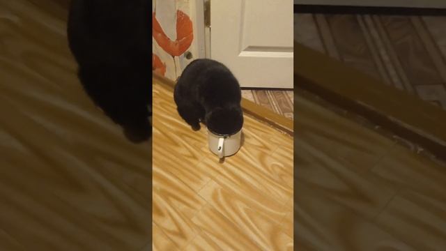 Кот Стёпа пьёт Воду! смотреть онлайн