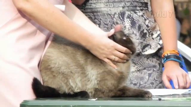 Выставка кошек/Тула/ ТРЦ Макси/ 01.09.2018. смотреть онлайн