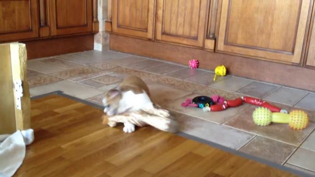 180 BULDOG FIL Delightful April Maria, Dalila, Iris. puppies for sale смотреть онлайн