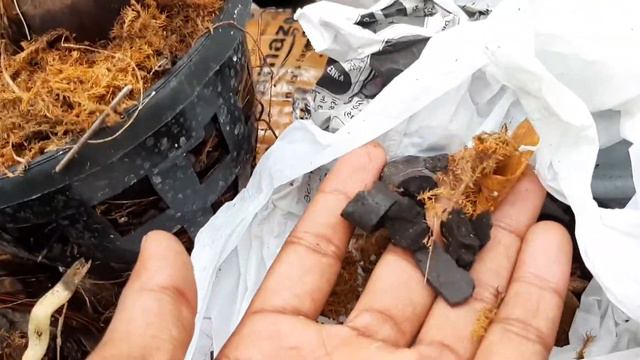 Unboxing phalaenopsis orchid, смотреть онлайн