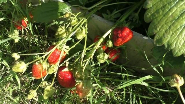 Сорт клубники Вима Рина смотреть онлайн