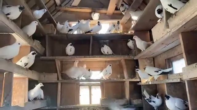 Мартыны смотреть онлайн