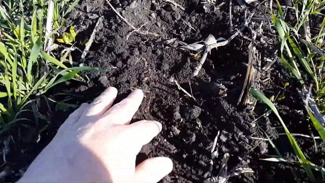 Ротационная мотыга ANTOKS 6 смотреть онлайн
