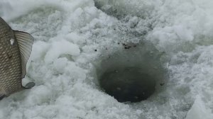 ВЕСЕННЯЯ РЫБАЛКА 2020 НА КАРАСЯ,СО ЛЬДА В МАРТЕ!!!!