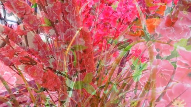 Декоративные кустарники купить декоративные для интерьера квартиры ландшафта сада дачи дома