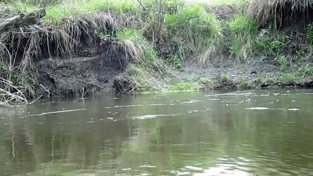 Ловля уклейки на поплавочную удочку весной. Уклейка, ловля уклейки | Илюха Ловит