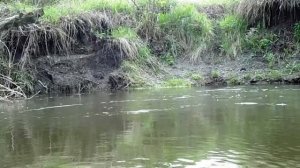 Ловля уклейки на поплавочную удочку весной. Уклейка, ловля уклейки | Илюха Ловит