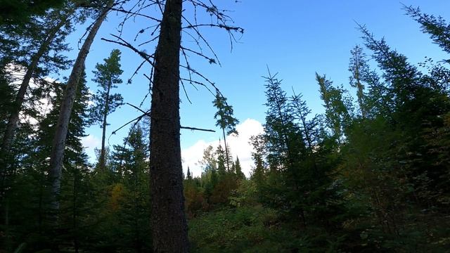 Проверка старой избы. Находка