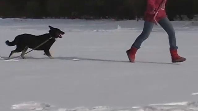 Умный добрый ищет дом смотреть онлайн