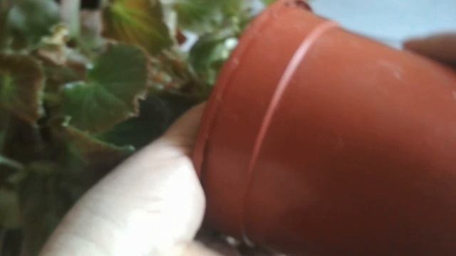 Бегония вечноцветущая - уход и пересадка в домашних условиях. //Begonia Vale of eternal blossoms.// смотреть онлайн