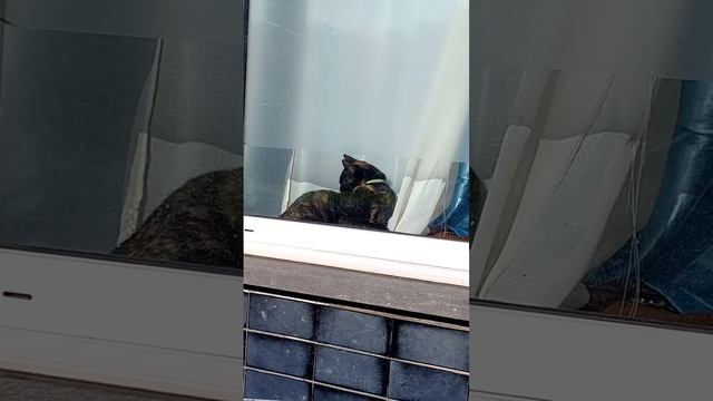 #shorts бельгийская кошка на окошке Belgian cat on the window смотреть онлайн