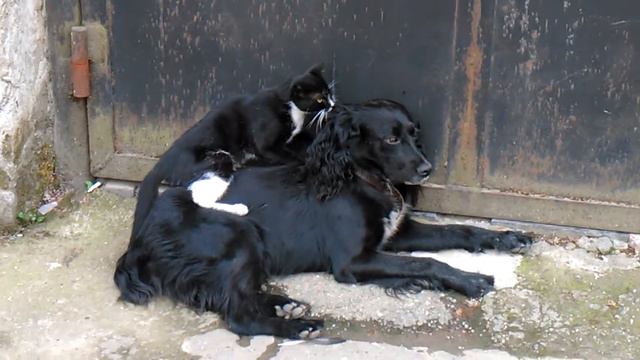 Грузинский массаж от кота! смотреть онлайн