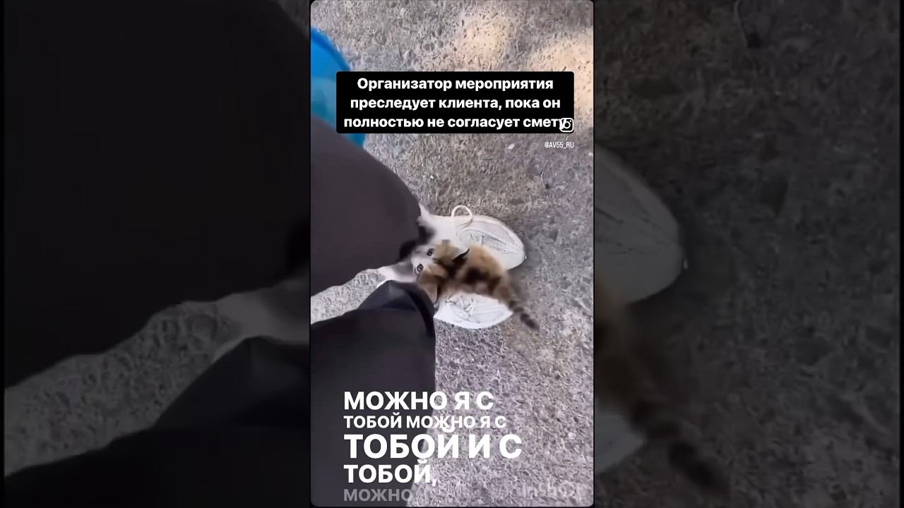 В ивентах Дедлайны как обычно, горят как костры ряби! смотреть онлайн