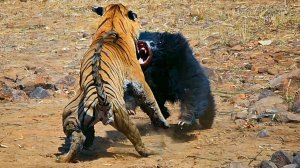 10 Слишком Странных Животных Планеты.