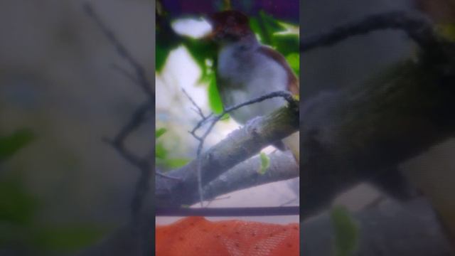 Разговор с Ангелом.АйянаСан.муз.С.Грищука