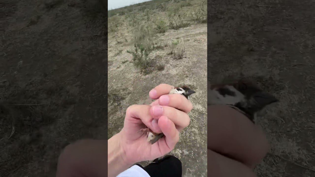 Passer Montanus(Passeridae)