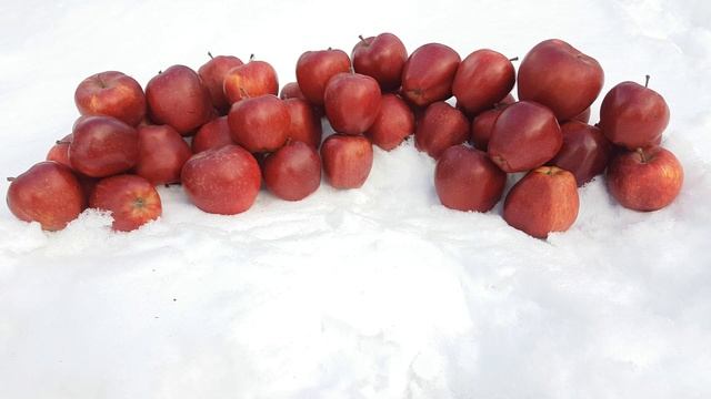 Яблоня Ред Чиф Red Chief смотреть онлайн