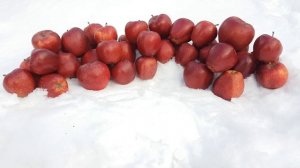 Яблоня Ред Чиф Red Chief