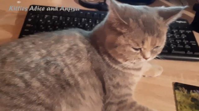 О ЧЁМ ДУМАЕТ КОШКА? смотреть онлайн