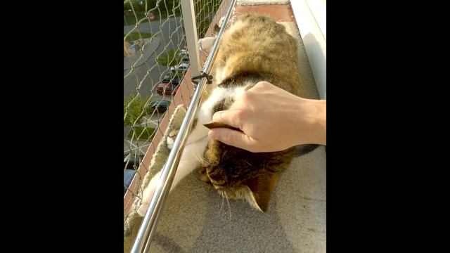 Do not disturb! Cuddling in progress.. Meow смотреть онлайн