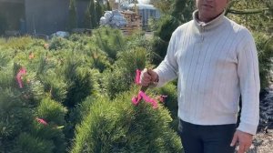 Сосна черная GreenTower Грин Тауэр