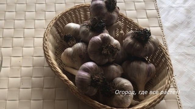 494 Как сохранить чеснок крепким до весны смотреть онлайн