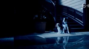 Ёлки лохматые