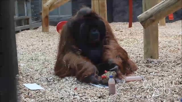 Rajang the Orangutan turns 49 years old! смотреть онлайн