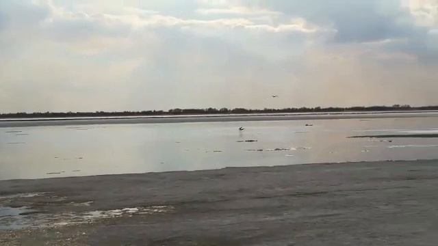 В Хабаровский край возвращаются с юга перелетные птицы смотреть онлайн