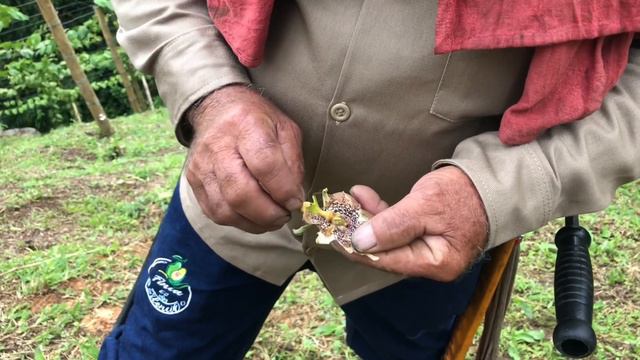 Cultivo de granadilla, flor afectada por larvas de la mosca del botón floral (Dasiops sp) смотреть онлайн