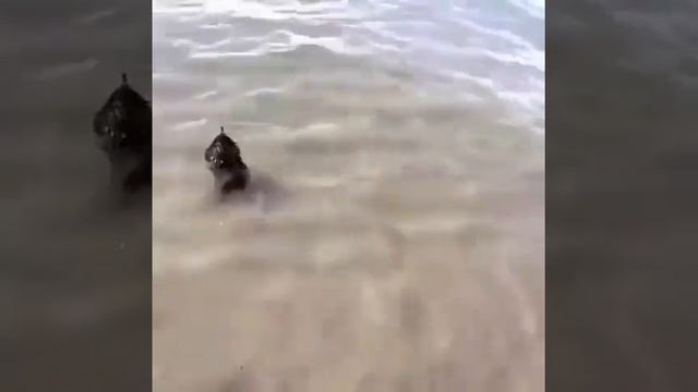 Ехидна весьма удивительное млекопитающее. У нее есть иглы, как у дикобраза, клюв, как у п смотреть онлайн