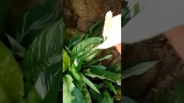 Peace Lily #yooragardentips #peacelilyplant смотреть онлайн