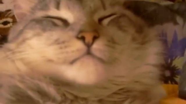 Кот притворяется спящим [CUTE] смотреть онлайн