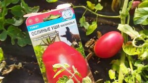 Томат Ослиные уши малиновые