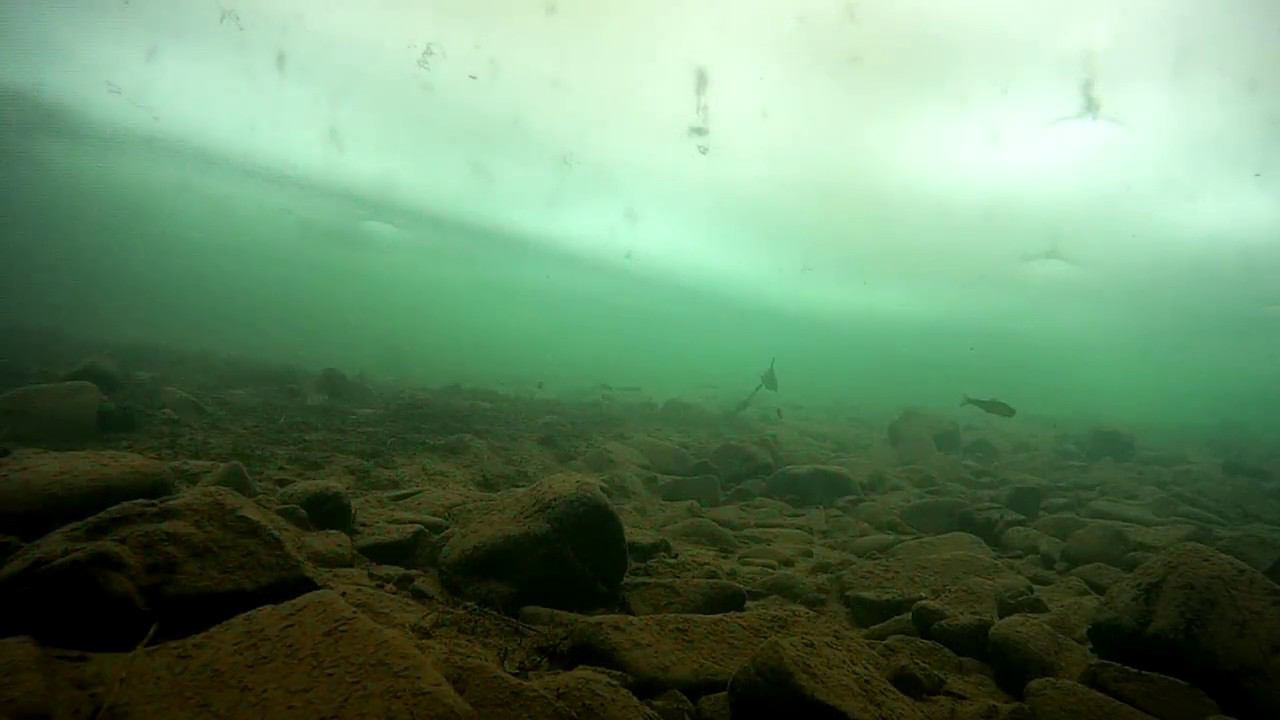 Хариус подо льдом!!! Artic Grayling Under The Ice !!!
