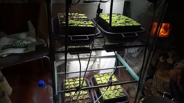 Подкормка табака,банановой кожурой.2 смотреть онлайн