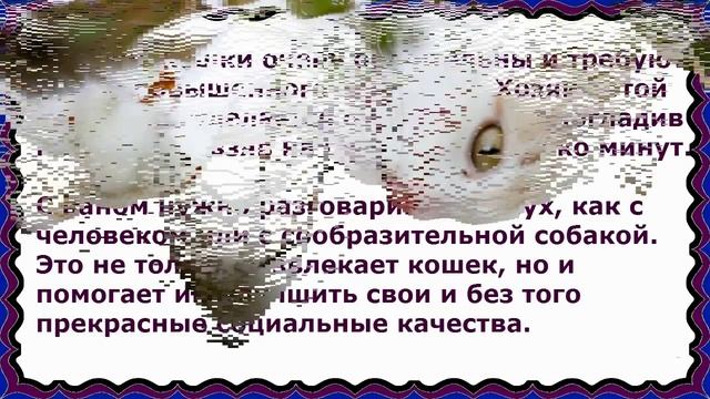 Турецкий Ван, Породы Кошек, описание, характер смотреть онлайн