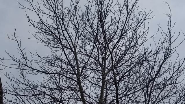 7 апреля праздник Благовещение Пресвятой Богородицы. Народные традиции и приметы. Что делать нельзя смотреть онлайн