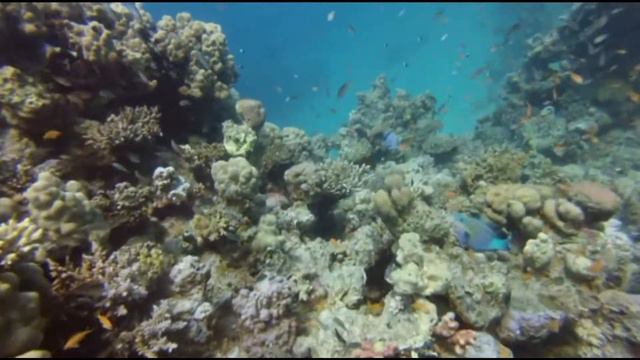 DIVING MAKADI BAY (09/2019) смотреть онлайн