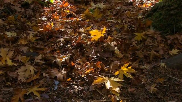 POL STAN - В осеннем парке смотреть онлайн