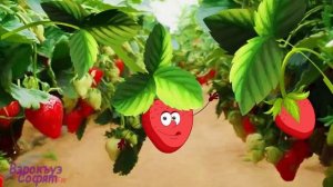 Фрукты на Кабардинском языке