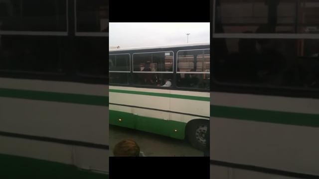 Садовод бесплатный автобус смотреть онлайн