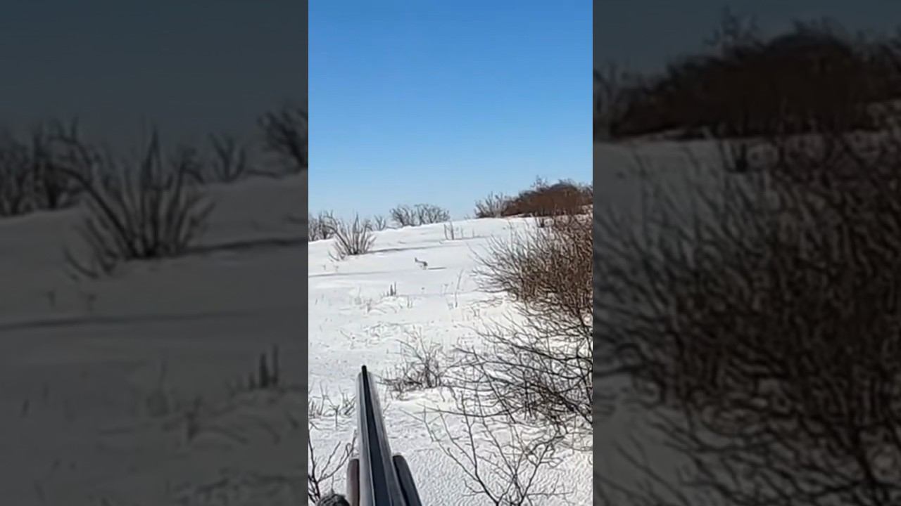 КРАСИВЫЙ ВЫХОД ЗАЙЦА. #охота #охотаназайца смотреть онлайн