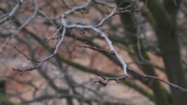 olympus pen pl5 video test boke тест видео боке смотреть онлайн
