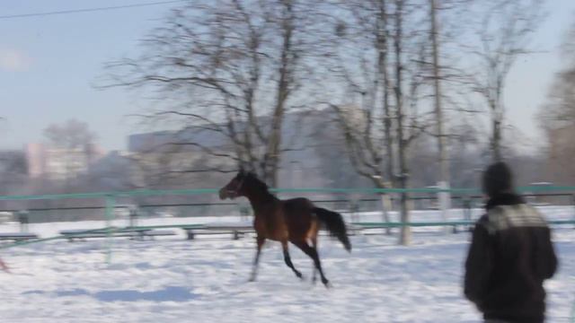 Жеребец Исток (УВП, 2012 г.р.) смотреть онлайн
